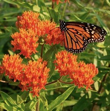 100 plus milkweed - 100,