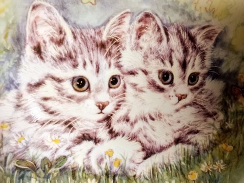 Royal vale tabby kittens - vale,