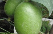 20 SEEDS for GREEN LIME citrus