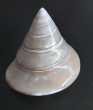 Vintage Conch Shell Mother of