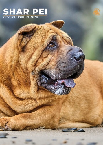 Shar pei 2027 - 2027, |