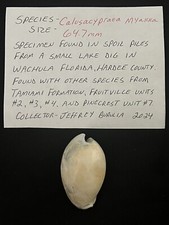 EXTINCT Fossilized COWRIE