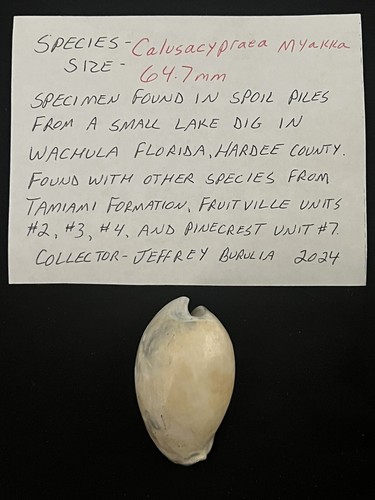 Extinct fossilized cowrie - fossilized,