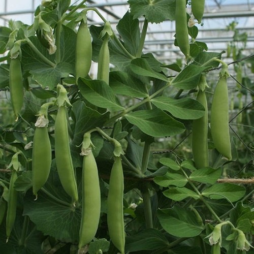300 pea sugar - 300, snap
