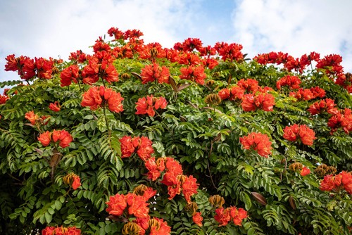 Red african tulip tree - red,