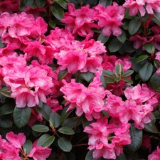 Rhododendron 'Blaauw's Pink' Established Plant in a 9cm Pot