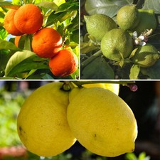 Citrus Fruit Plants, Lemon Lime Orange Collection 3 x 9cm Pots, Grow Your Own