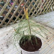 Scots Pine Sapling Grown From
