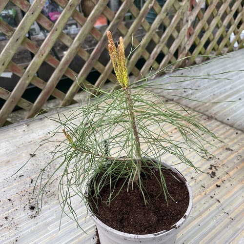 Scots pine sapling grown - pine, from