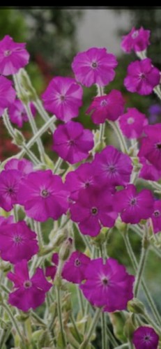 Lychnis coronaria rose campion - rose,