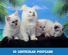 White Cats - 3D Lenticular