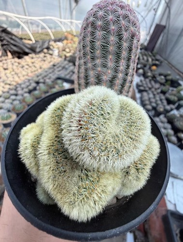 Rare plant echinocereus - rare,