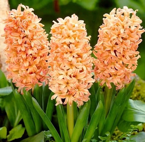 Orange hyacinths gipsy - hyacinths,