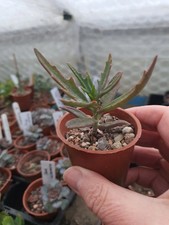 Kalanchoe x kewensis (Green