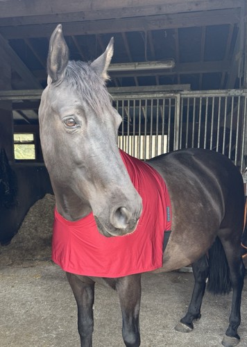 Burgundy lycra horse bib - lycra,
