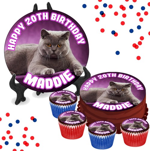 British shorthair cat purple - british,