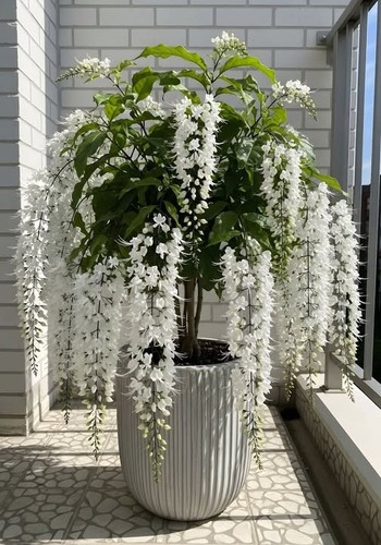 White wisteria seeds - x ,
