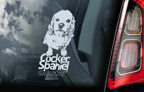 American cocker spaniel - cocker,