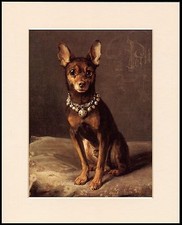 ENGLISH TOY TERRIER WITH BELL