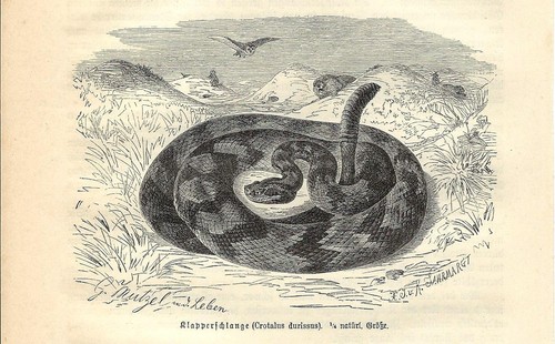 Antique print rattlesnake - antique,