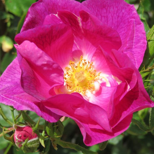 Rose climbing peachtree - peachtree, rose'