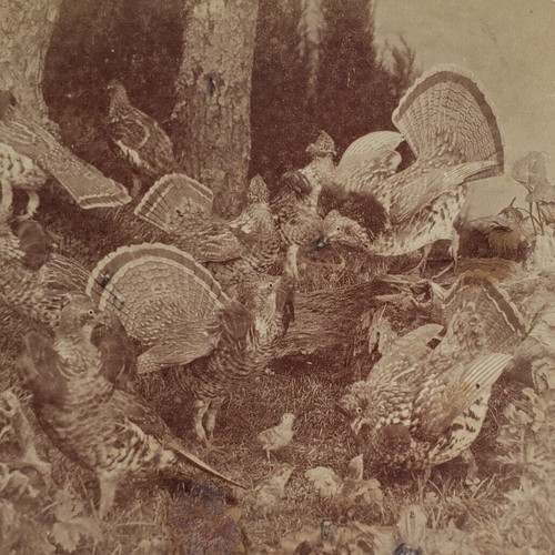 Ruffed grouse partridge - grouse,