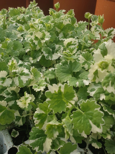 Nepeta trailing potted - x,