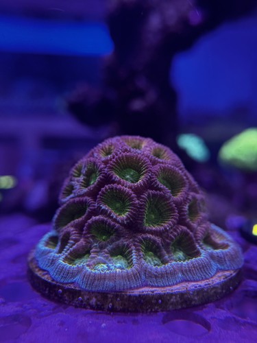 Livestock favia - (corals),