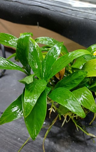 Anubias congensis aquarium