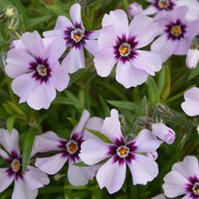 Phlox plug plants trailing