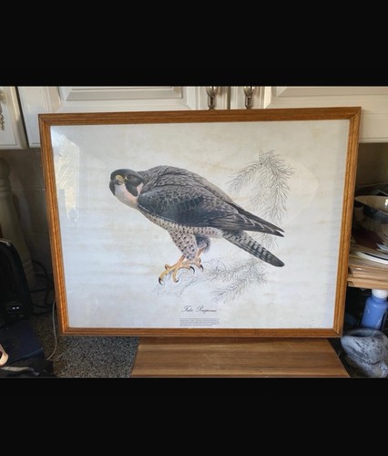 Extremely rare large vintage - large,