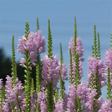 Physostegia Rosea Obedient