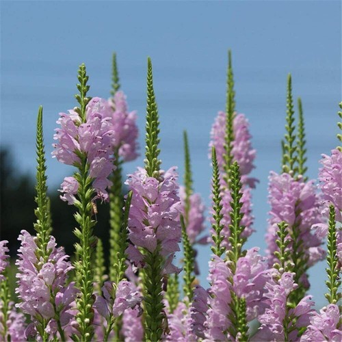 Physostegia rosea obedient - physostegia,