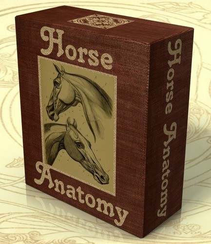 Horse anatomy 28 - horse, vintage