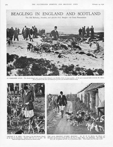 Hunting beagling with - hunting,