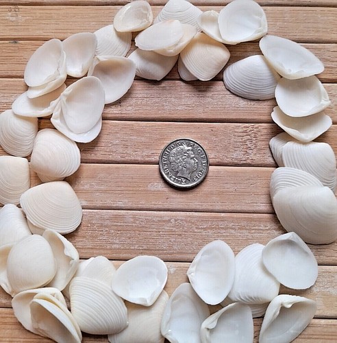 White seashells small - 40,