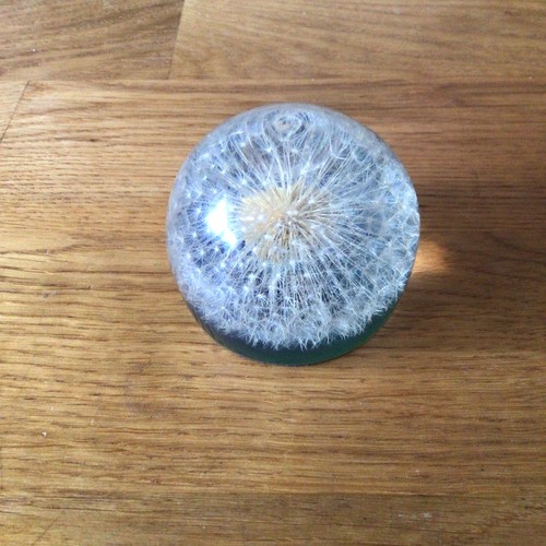 Vintage clear dandelion - dandelion, puff