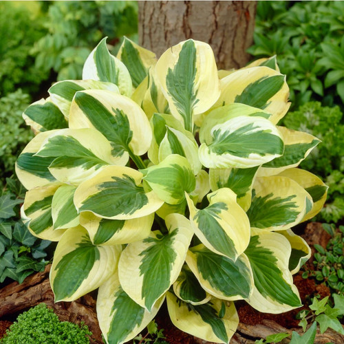 Hosta brim cup plantain lily - cup,