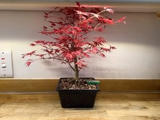 Deshojo Maple Bonsai Tree