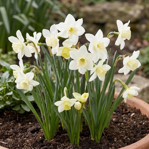 Narcissus pueblo bulbs x30 - pueblo,