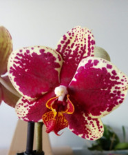 Phalaenopsis Valley Dew Orchid
