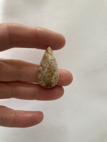Fossil coral cabachon - coral,