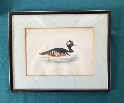 Hooded merganser duck - hooded, merganser,