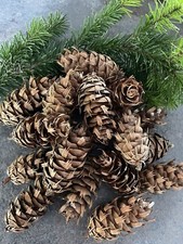 30  X Warwickshire Grown
