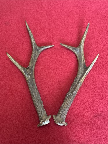 Pair roe deer antlers - antlers,