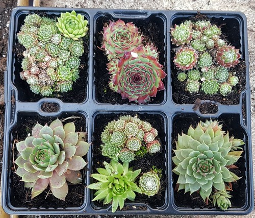 Large sempervivum mixed lot - sempervivum,