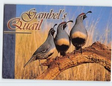 Postcard Gambel's Quail Lophortyx Bird Gambelii Southwest Grassland Desert Shrub