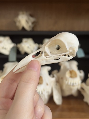Taxidermy skeleton bones