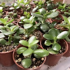 3 X mini Jade Money Plant