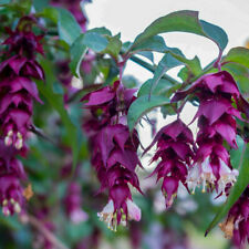Himalayan Honeysuckle 'Purple